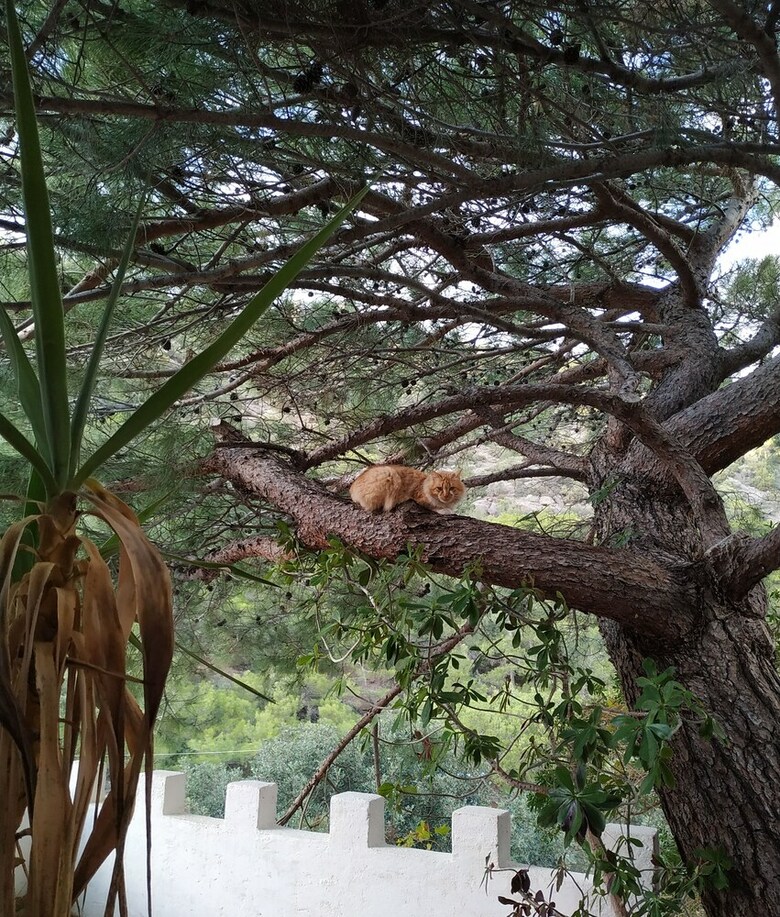 Aparthotel Oleander's Garden