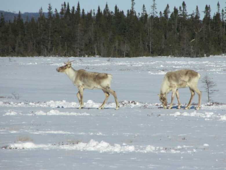 Hotel Holiday Inn Express Deer Lake
