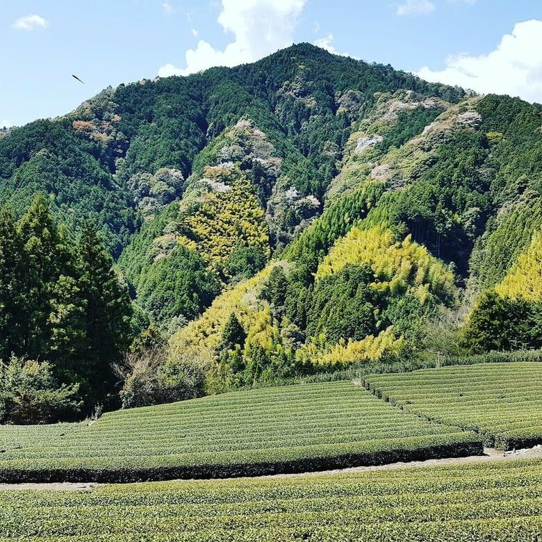 Yui Valley