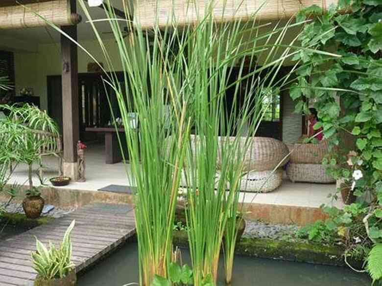 Hotel Bliss Bungalow