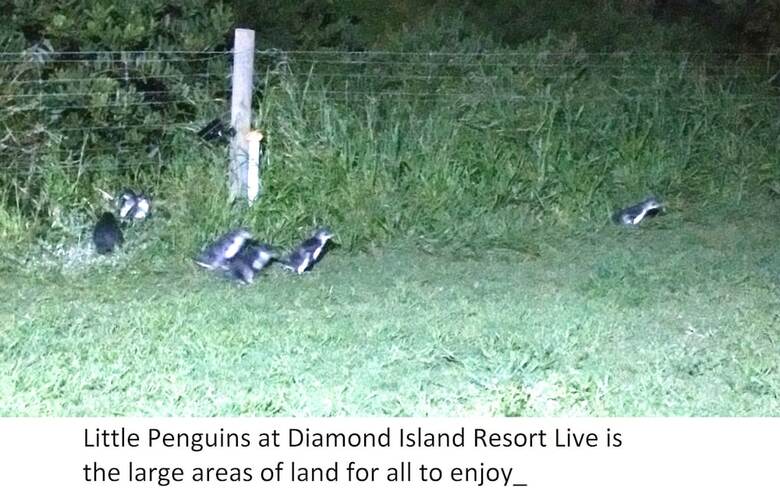 Motel Diamond Island Resort & Bicheno Penguin Show