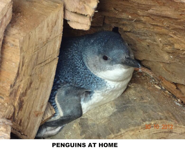 Motel Diamond Island Resort & Bicheno Penguin Show