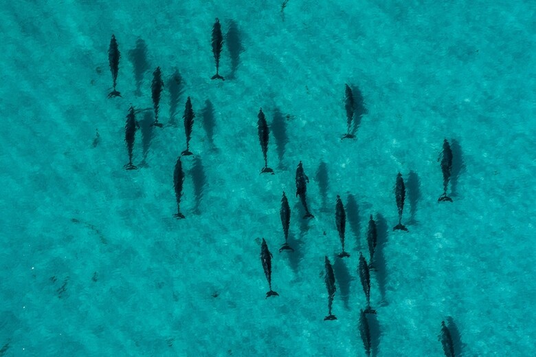 Motel Diamond Island Resort & Bicheno Penguin Show