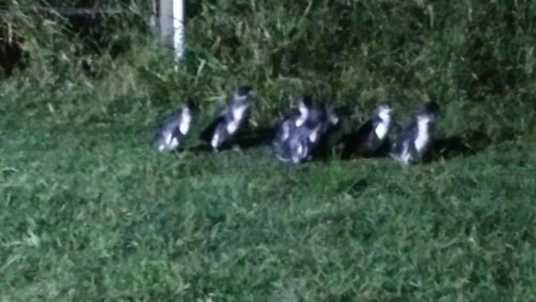 Motel Diamond Island Resort & Bicheno Penguin Show