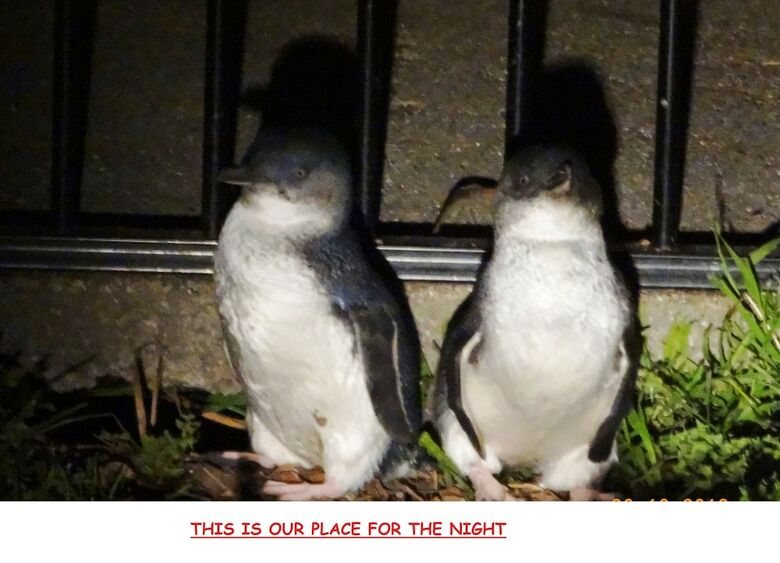 Motel Diamond Island Resort & Bicheno Penguin Show