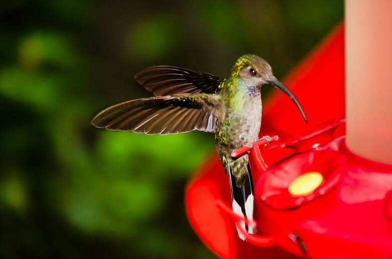 Hotel Ficus - Monteverde