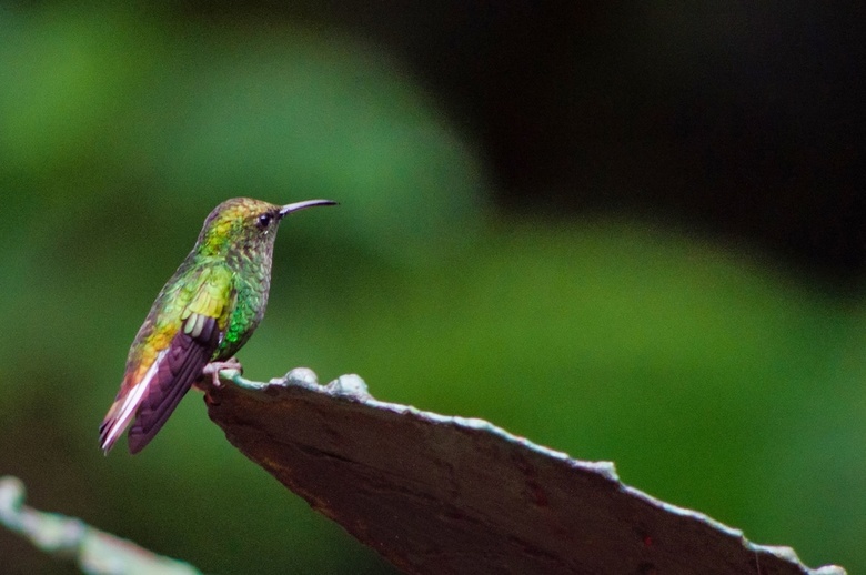 Hotel Ficus - Monteverde
