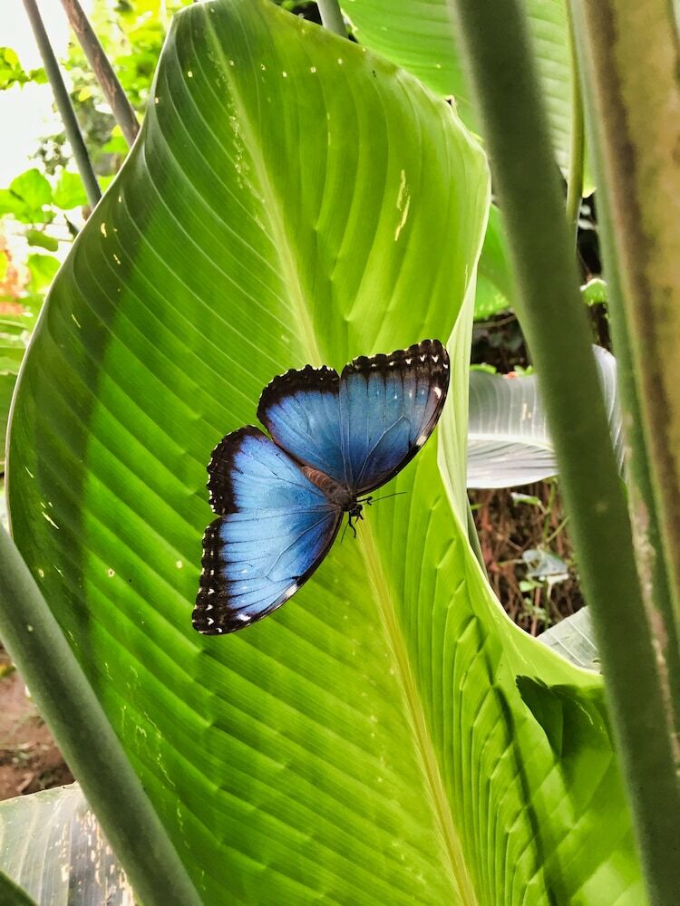 Hotel Ficus - Monteverde