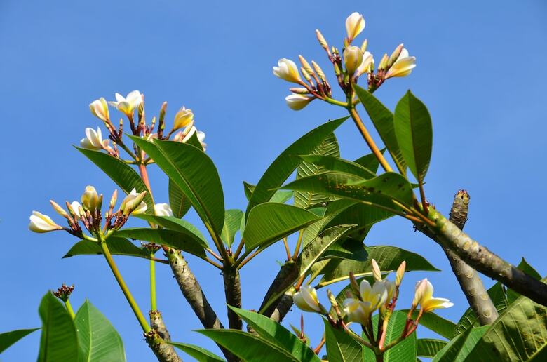 Villa Seminyak Icon By Karaniya Experience