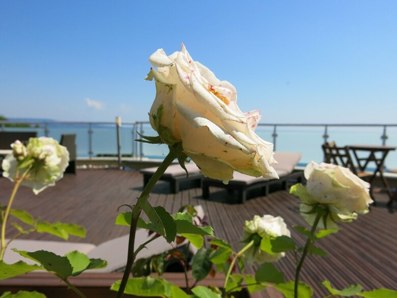 Albizia Hotel