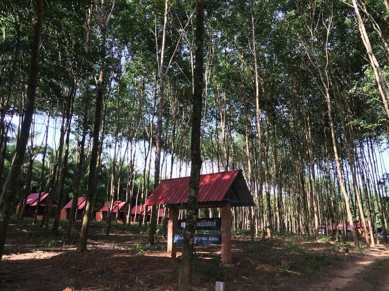 Hotel Khao Sok Evergreen House