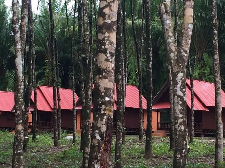 Hotel Khao Sok Evergreen House