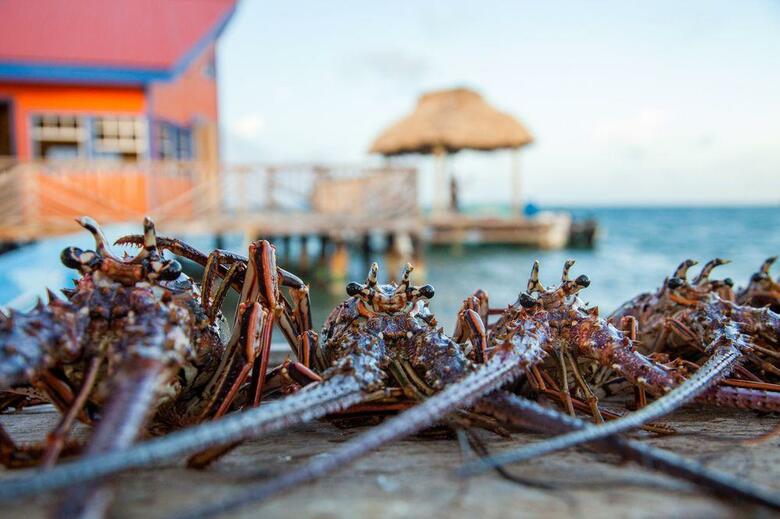 Hotel Yok Ha Belize Resort