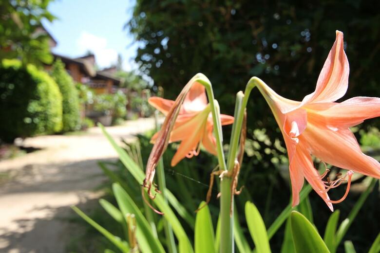 Apartamento Coco Lanta Eco Resort