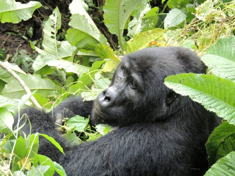Posada Gorilla Safari Lodge