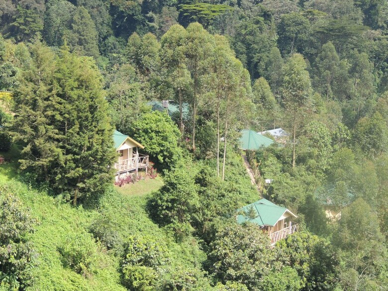 Posada Gorilla Safari Lodge