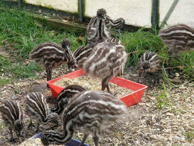 Runciman Berries And Emus B&B