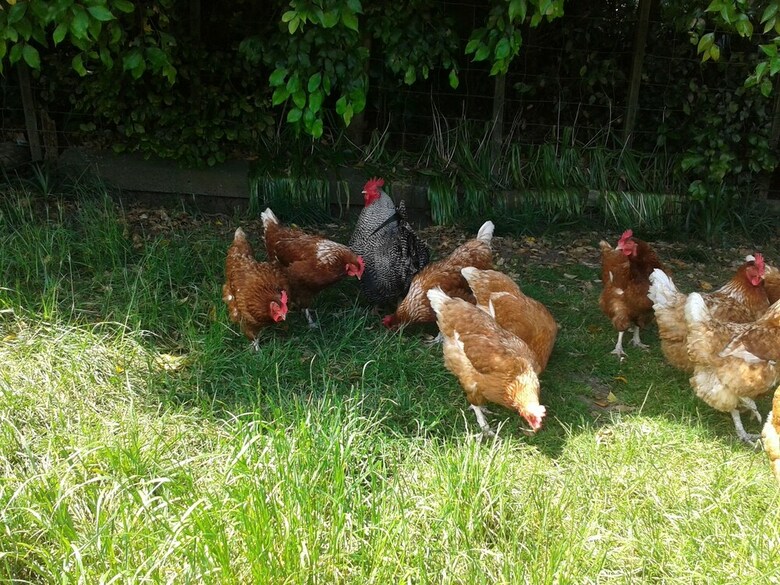 Runciman Berries And Emus B&B