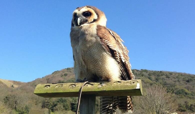 Bed & Breakfast Exmoor Owl & Hawk Centre