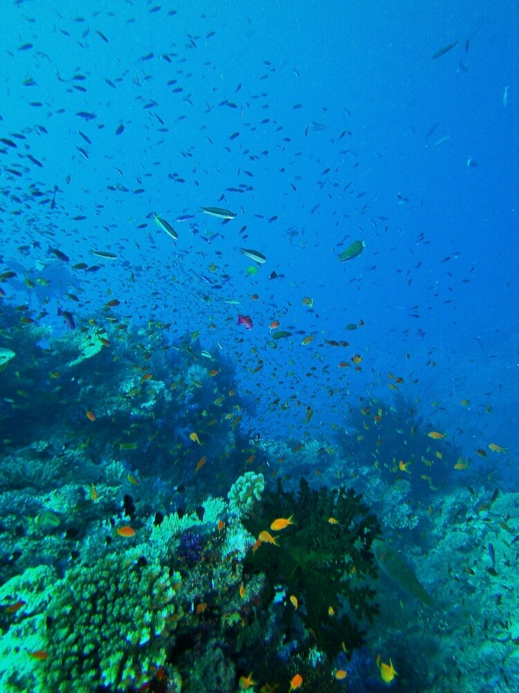 Apartamento Mai Dive Astrolabe Reef Resort
