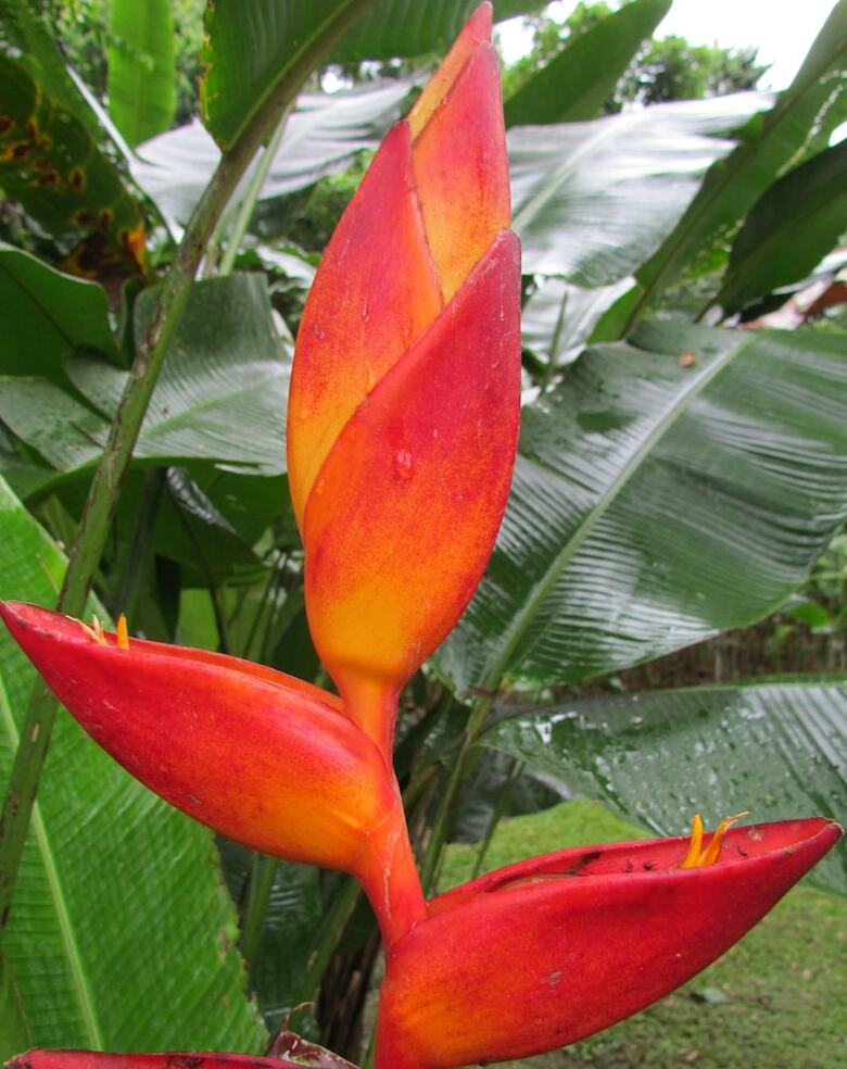 Bed & Breakfast Heliconia Island