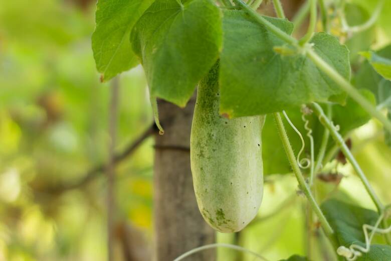 Hotel Sea Dance Resort