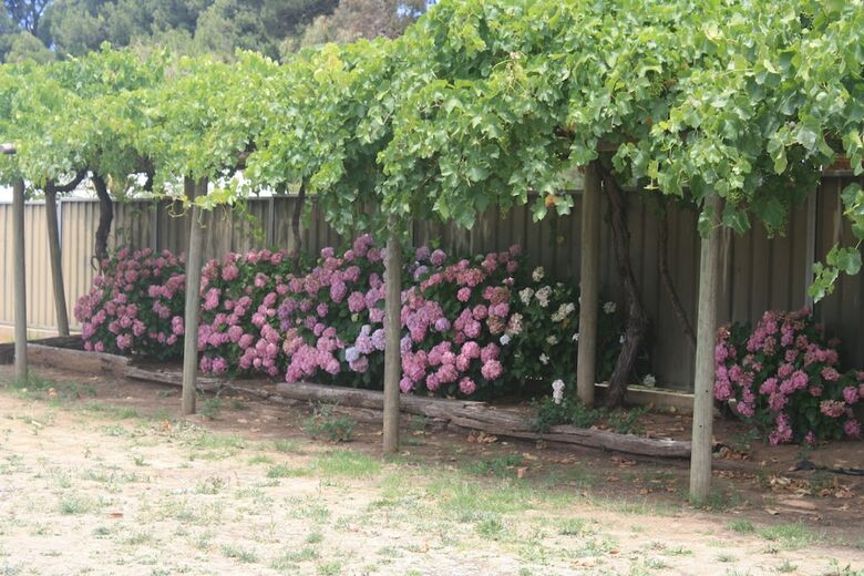 Angaston Vineyards Motel