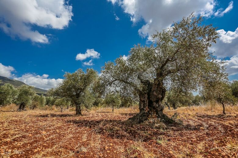 Hotel Kibbutz Moran-guest Accommodations