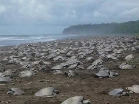 Hotel Villas Punta India