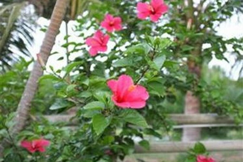 Hotel Rock Villa Hoi An