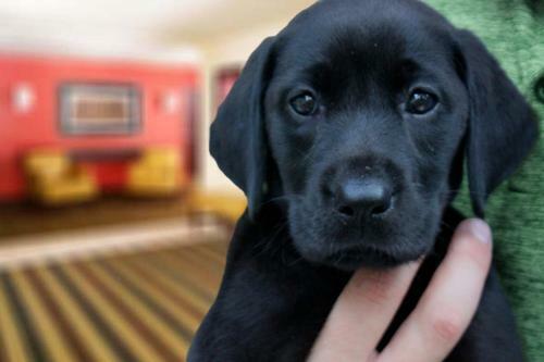 Hotel Extended Stay America - Phoenix - Mesa