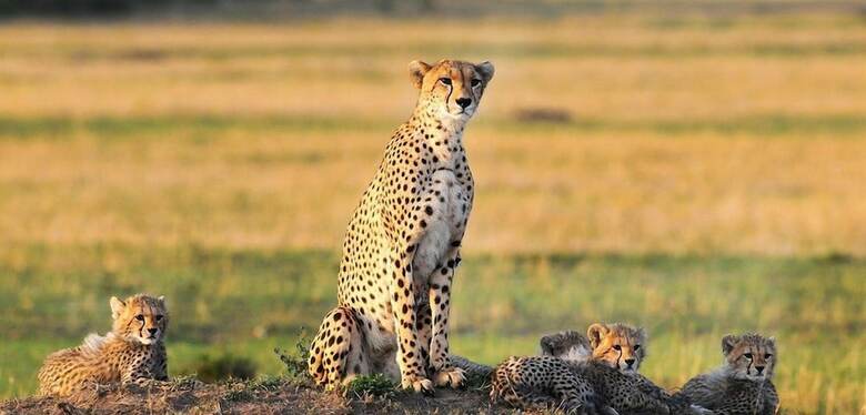 Mara Ngenche Safari Camp
