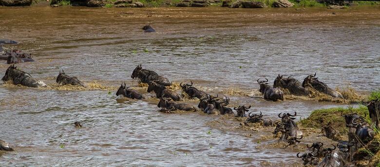 Mara Ngenche Safari Camp