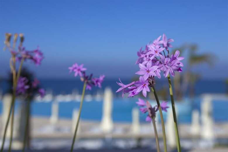 King Evelthon Beach Hotel & Resort