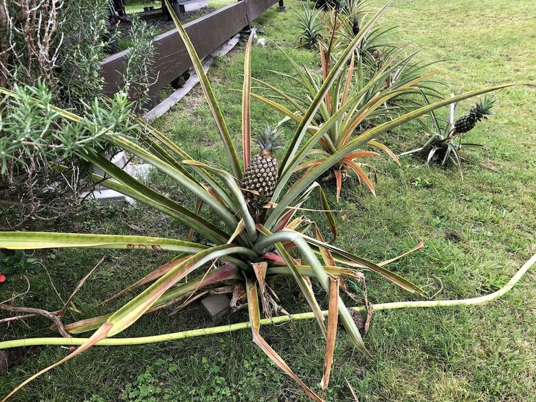 Big Island Bed & Breakfast