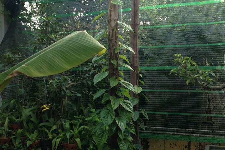 Hotel Starfruit Homestay Hoi An