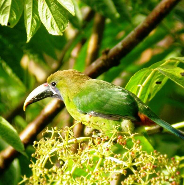 Posada Bosque De Paz