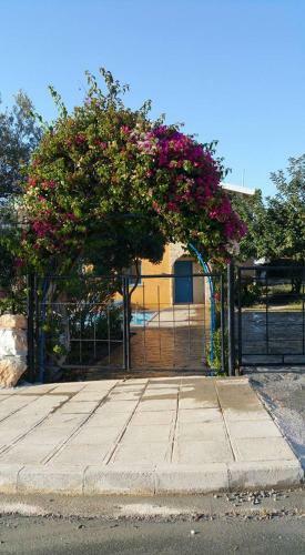 Akamas Villas - Villa Queen Evridiki