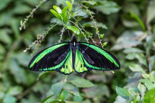 Hotel Batchelor Butterfly Farm
