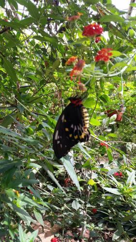 Hotel Batchelor Butterfly Farm