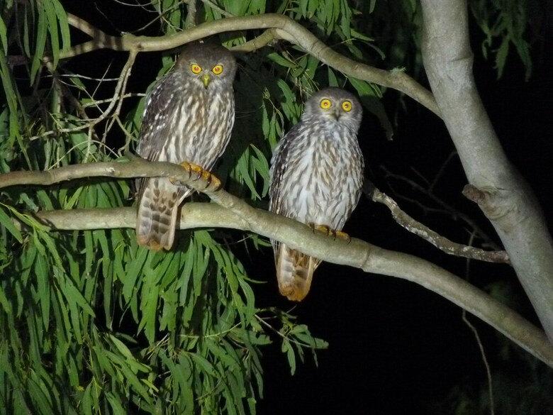 Bed & Breakfast Barking Owl Retreat