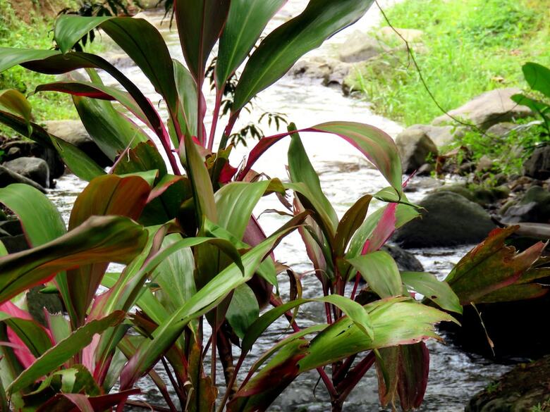 Apartamento Hotel Rio Perlas Spa And Resort