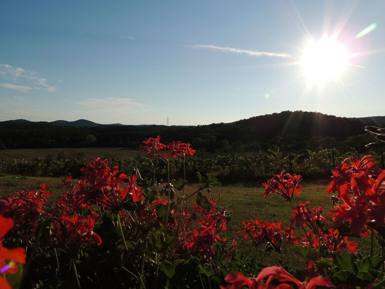 Agroturismo Borgognano Farm House