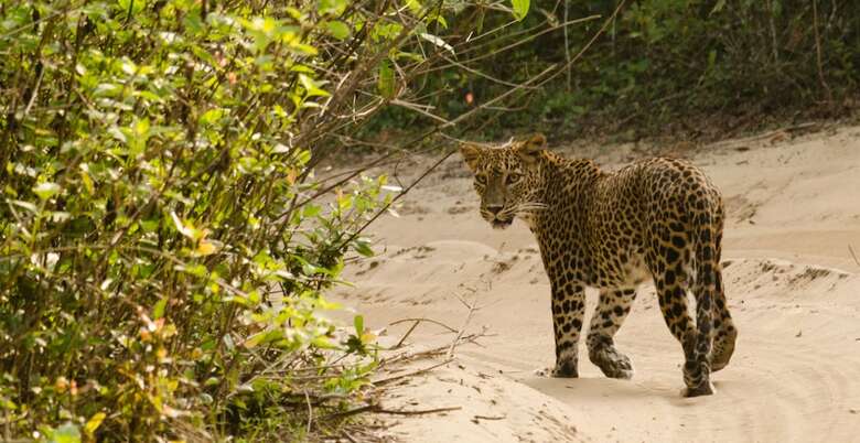 Big Game Camp Wilpattu