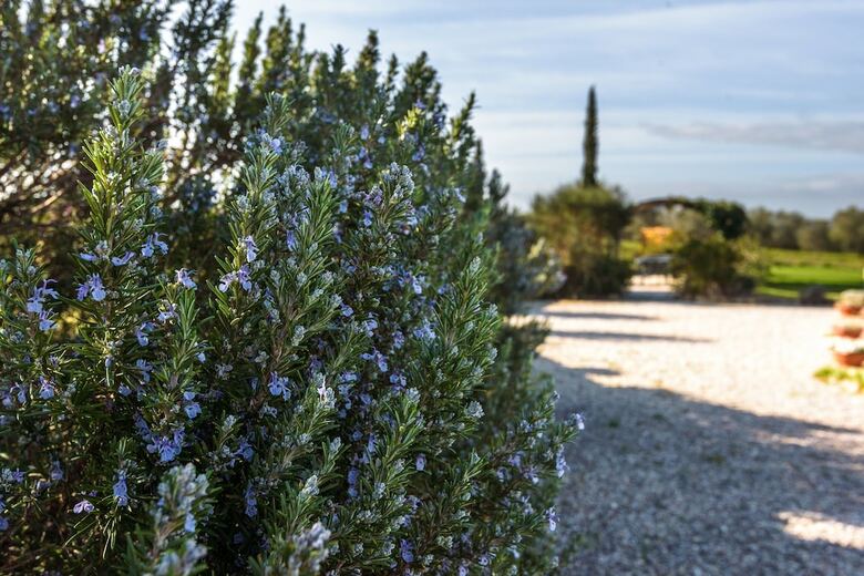 Hotel Agriturismo Il Macchione