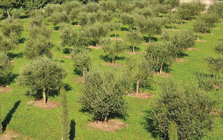 Agroturismo Agriturismo Corte Moranda