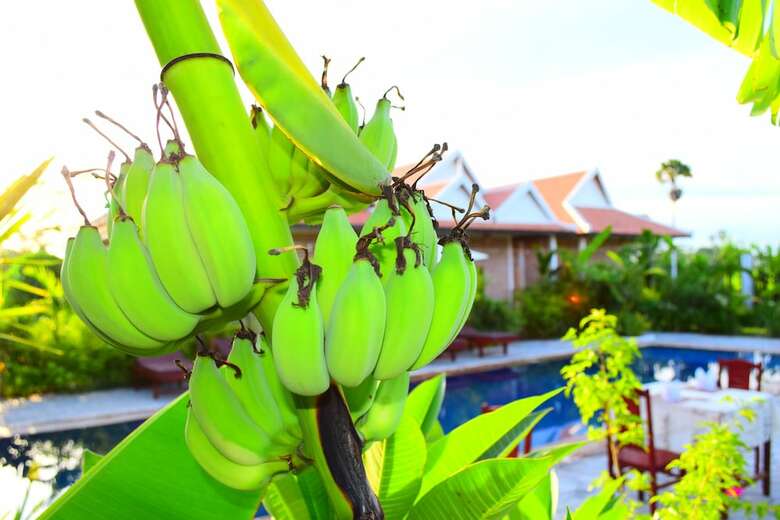 Hotel Angkor Countryside Boutique