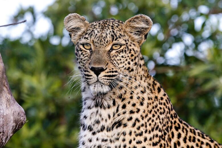 Posada Inyati Game Lodge