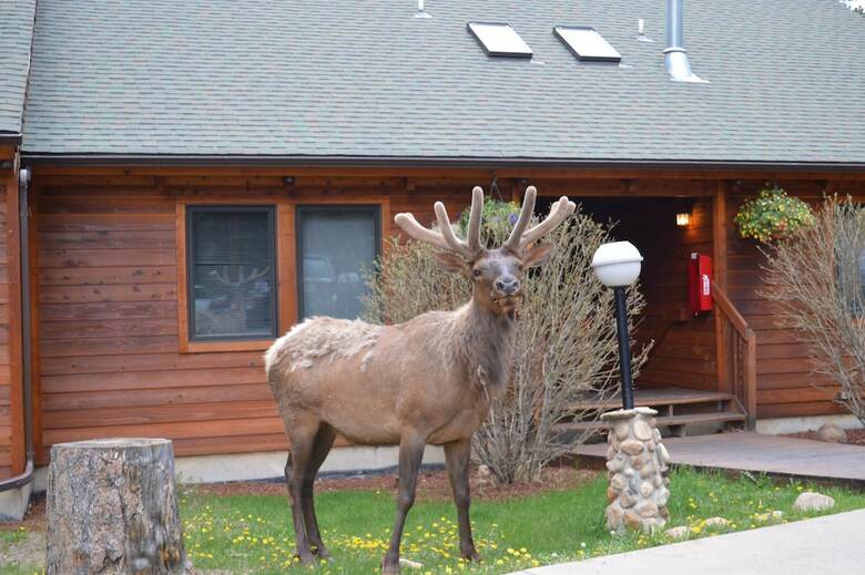 Estes Park Condos