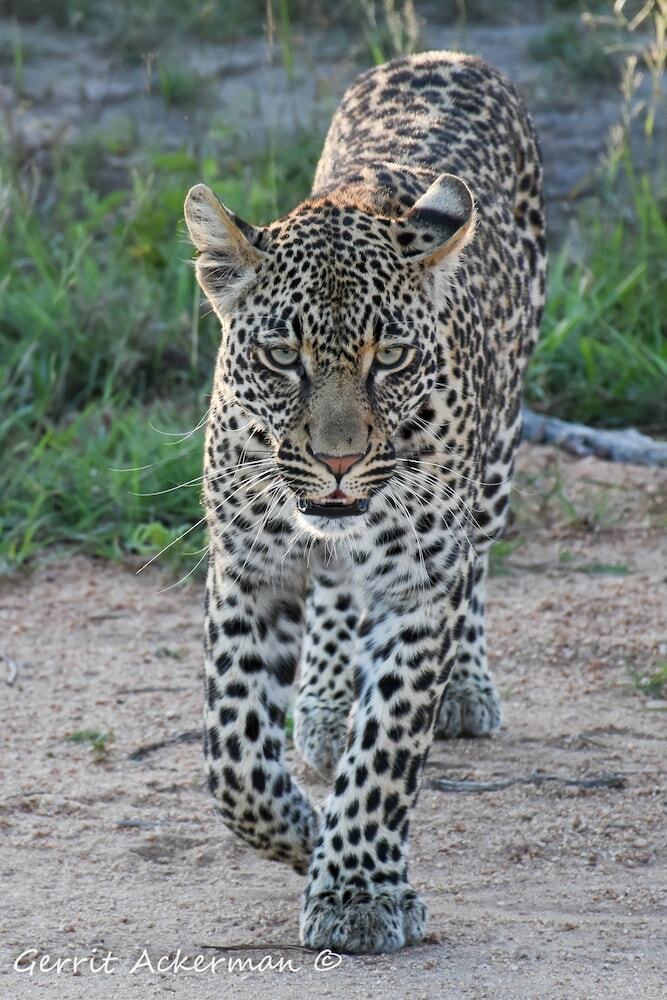 Posada Elephant Plains Game Lodge